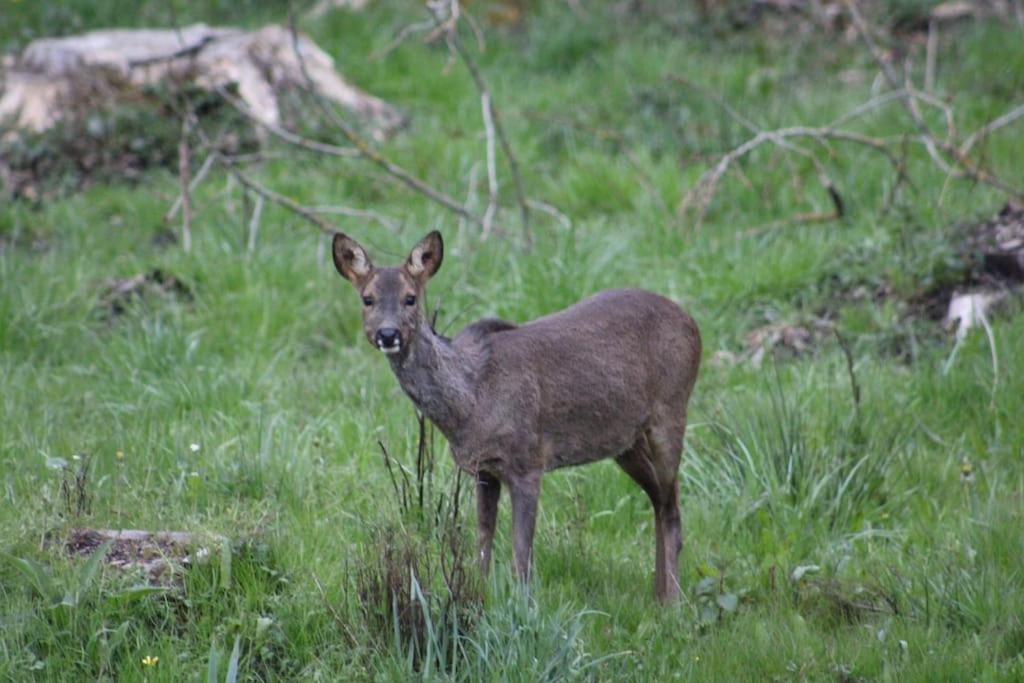 Gite La Cabuche Proche Du Zoo De Beauval Le Controis-en-Sologne Dış mekan fotoğraf